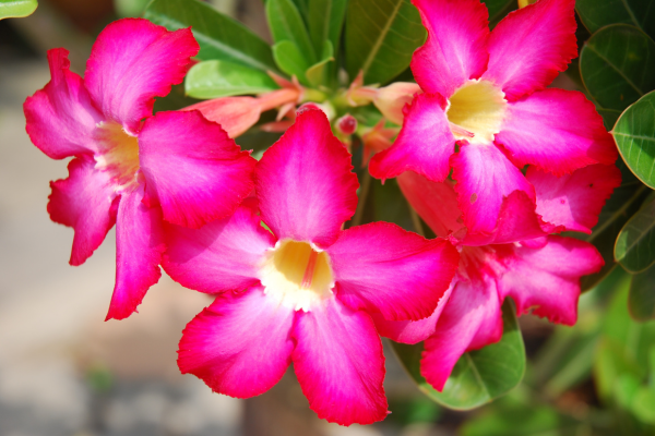 Como Cuidar da Rosa do Deserto: Guia Completo para Florir