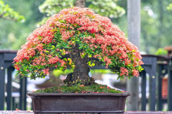 Como Cuidar de Bonsai em Casa: Tudo o Que Você Precisa Saber